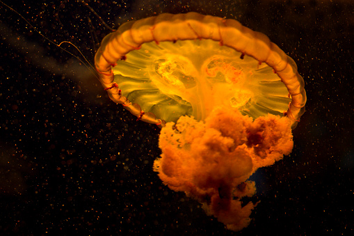 Jellyfish swimming in water  against a black background