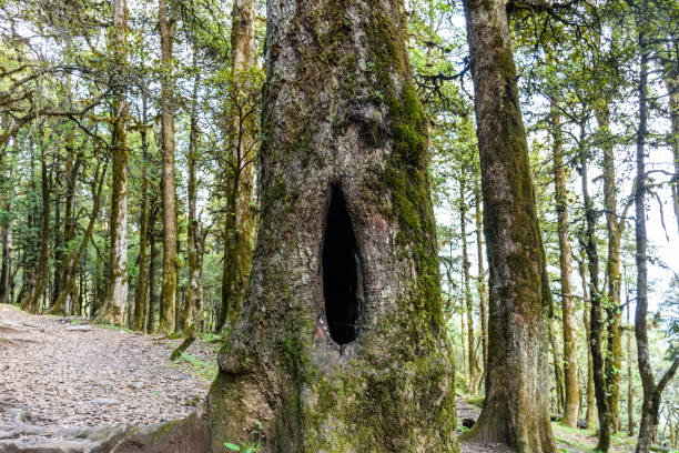 un hueco de árbol o agujero de árbol. es una cavidad semicerrada que se ha formado naturalmente en el tronco o rama de un árbol. se encuentran principalmente en árboles viejos, vivos o no. - tree hole bark brown fotografías e imágenes de stock