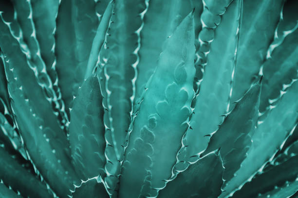Spiky Agave Plant in Blue Green Tone Color Natural Pattern Background