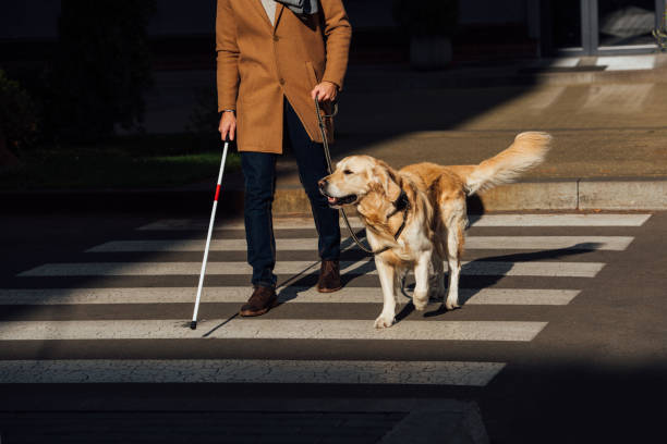 Cropped view of blind man with stick and guide dog walking on crosswalk stock photo
