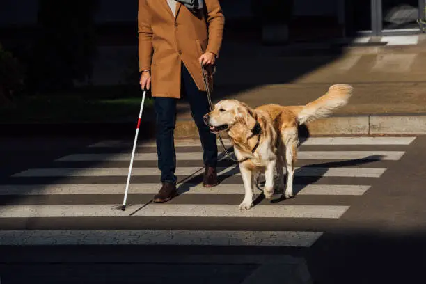 Photo of Cropped view of blind man with stick and guide dog walking on crosswalk