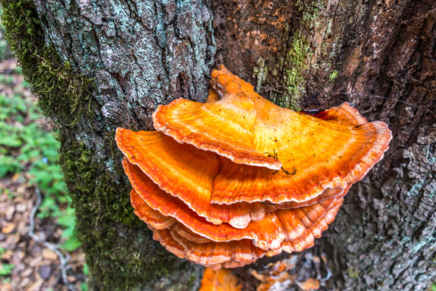 grzyby pomarańczowe naukowo znany jako laetiporus sulphureus, to rodzaj grzybów jadalnych znaleźć w dużej części świata powszechnie znany jako półka siarki, kurczak z lasu. - orange mushroom asia brown zdjęcia i obrazy z banku zdjęć