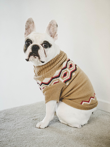Portrait of a Frenchie dog wearing Christmas jumper