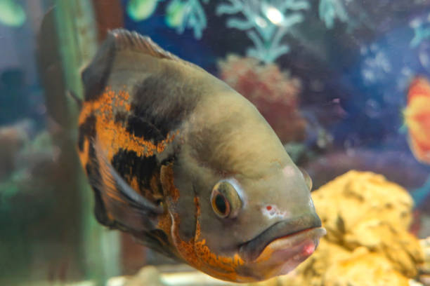 istock Exotic Fish Close-up - Stock Photo 1193127692