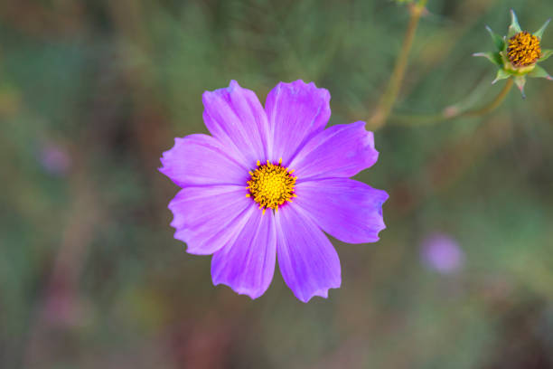 Single purple cosmos flower and cosmos bud South Africa
