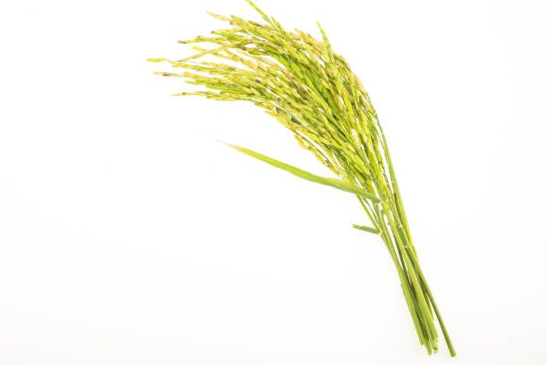 istock Grains of rice 1193129030