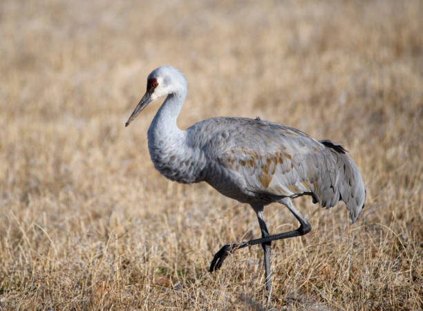 istock Sandhill crane walking through a meadow 1193129277