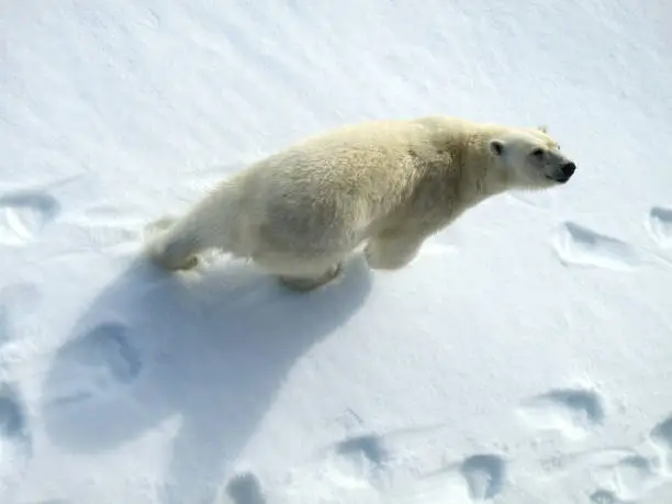 Polar Bear checks out expedition cruise ship Ortelius on the north pole. Seen from above.