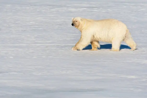 Polar Bear walking in the snow on the north pole.
