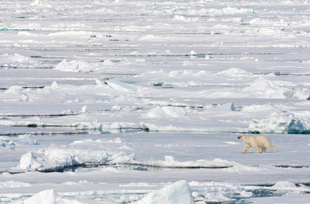 istock Polar Bear walking on drift ice north of Svalbard. 1193130409