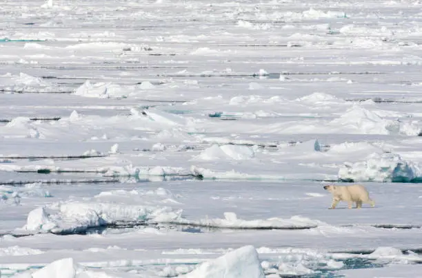 One Polar Bear walking on the pack ice north of Svalbard, arctic Norway.