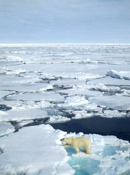 istock Polar Bear walking on drift ice north of Svalbard. 1193130426