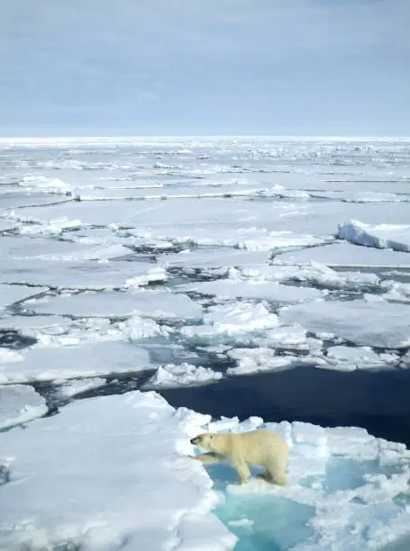 Polar Bear walking on the pack ice