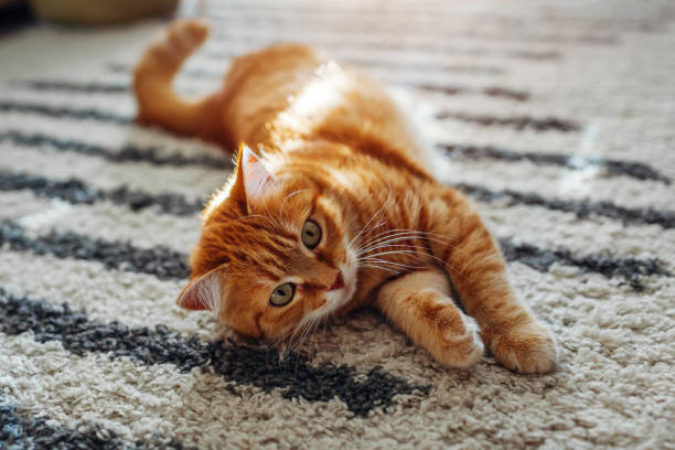istock Ginger cat lying on floor carpet at home. Pet playing with rug 1193130472