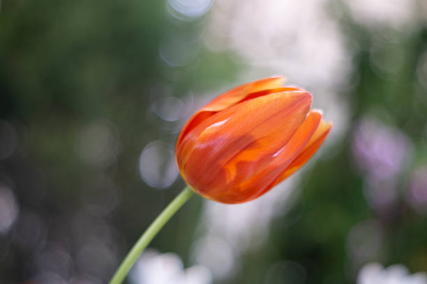 istock Single orange color tulip flower over bubble bokeh background 1193130599