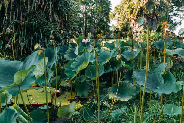 istock Water lilies on the water 1193130672