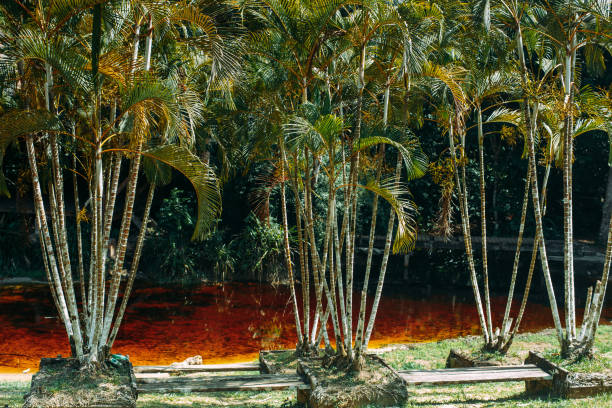 Palm trees on the beach