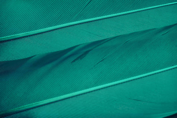 istock Close up Beautiful Aqua Menthe Bird feather background texture. Macro photography view. 1193132921