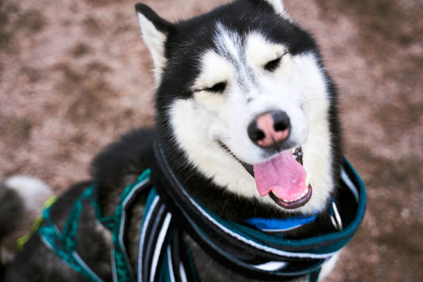 Funny husky squints, closes eyes, sticks out tongue, top view, wears green scarf. Close-up portrait of dogs muzzle. Walking pet in autumn. Horizontal shot of animal