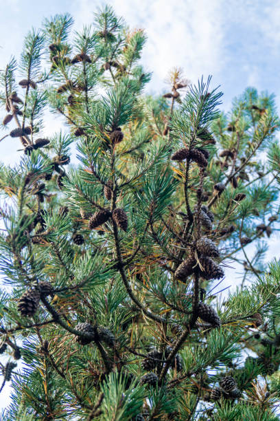 istock ForestPine Pinus sylvestris 1193133368