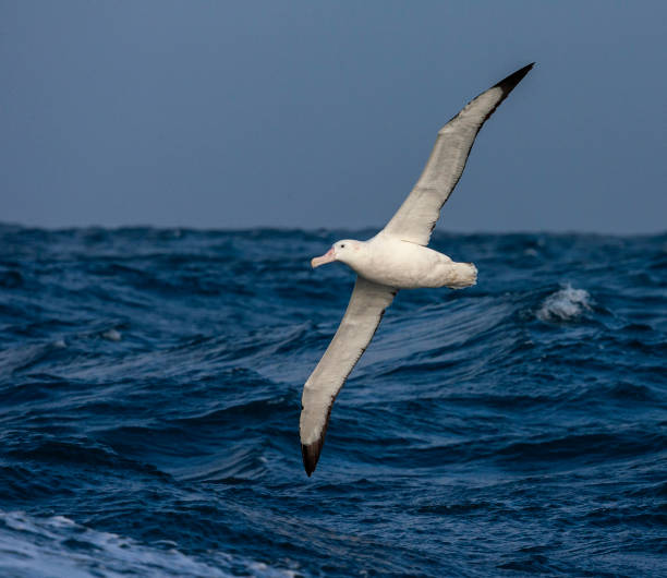 Flying adult Wandering Albatross (Diomedea exulans) Adult Wandering Albatross (Diomedea exulans), also known as Snowy Albatross, flying low over the oceanic waves off South Georgia. albatross photos stock pictures, royalty-free photos & images