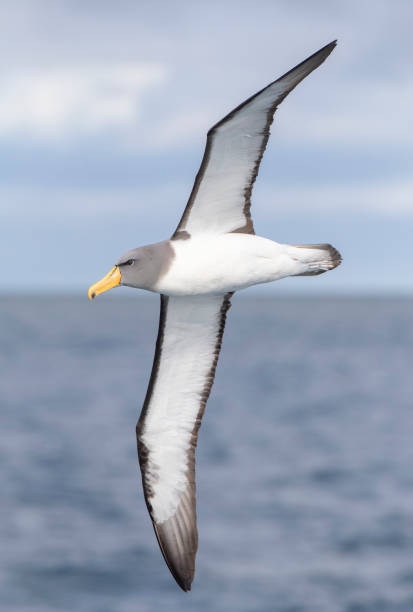 istock Adult Chatham Albatross (Thalassarche hermit) 1193135863