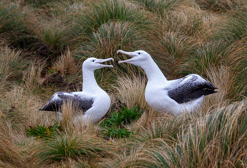 Pair Southern Royal Albatrosses (Diomedea epomophora) displayin on breeding grounds on Campbell island, New Zealand.