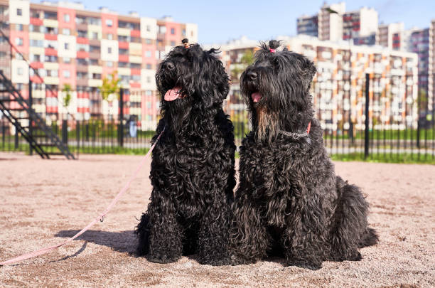 dois grandes terrier encaracolado preto sentado ao ar livre - terrier - fotografias e filmes do acervo