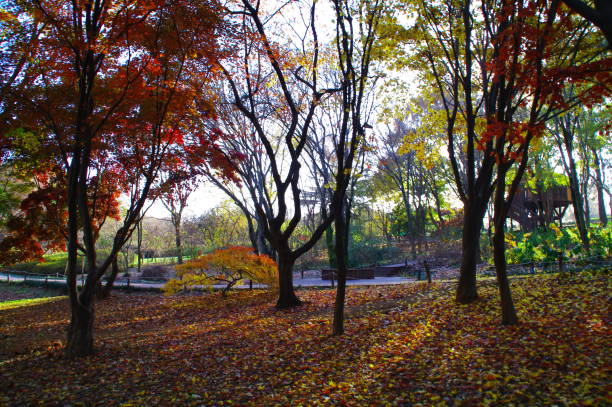 istock The autumn foliage shines beautifully. 1193138347