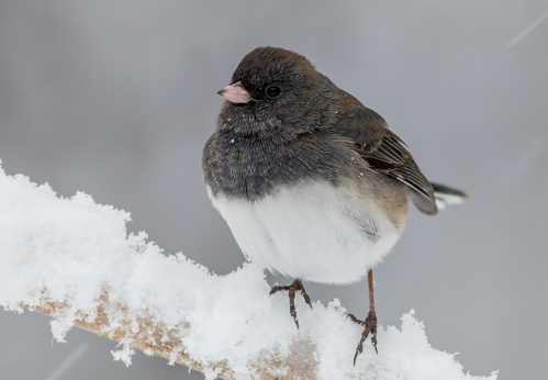 Dark-eyed Junco, Junco hyemalis, a cute dark gray and white bird, perched on a twig during snowstorm