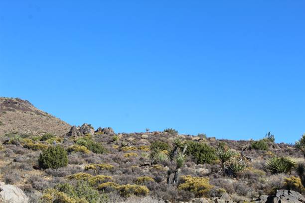 istock NATIVE PLANTS - LOST HORSE MINE - 110619 A 1193139706