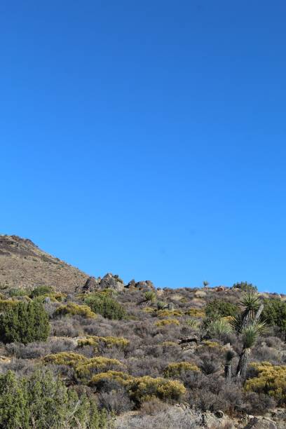 istock NATIVE PLANTS - LOST HORSE MINE - 110619 B 1193139709