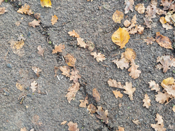 istock Full frame autumn leaves fallen on asphalt footpath 1193141514