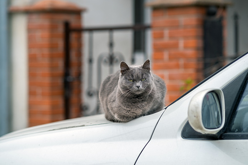 Closeup portrait of serious grey furry cat.