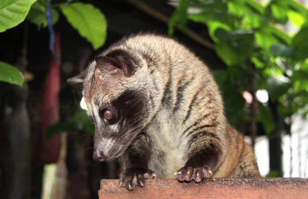 Asian Palm Civet. Produces Kopi luwak - fotografia de stock