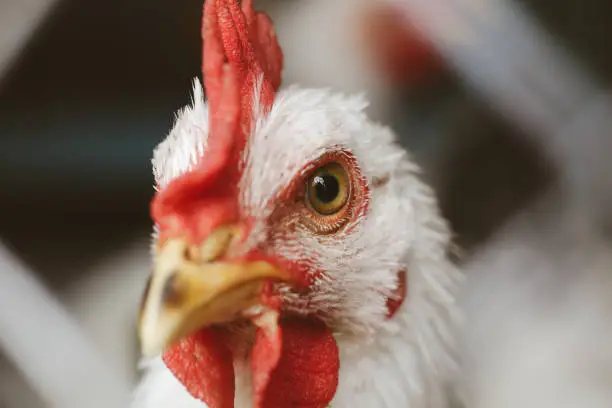 beautiful manicured hens on a farm in the village