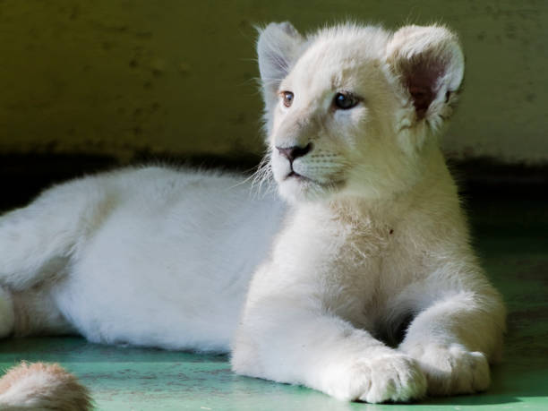 istock Young white lion cub in the shadow 1193143261