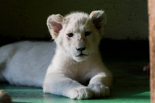 istock Young white lion cub in the shadow 1193143470