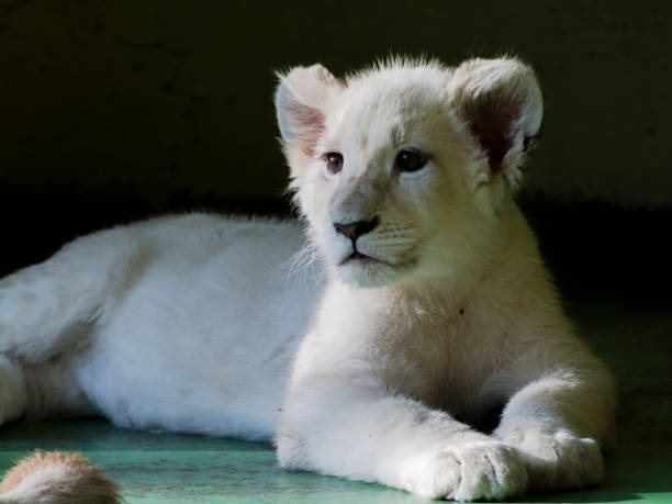 istock Young white lion cub in the shadow 1193143498