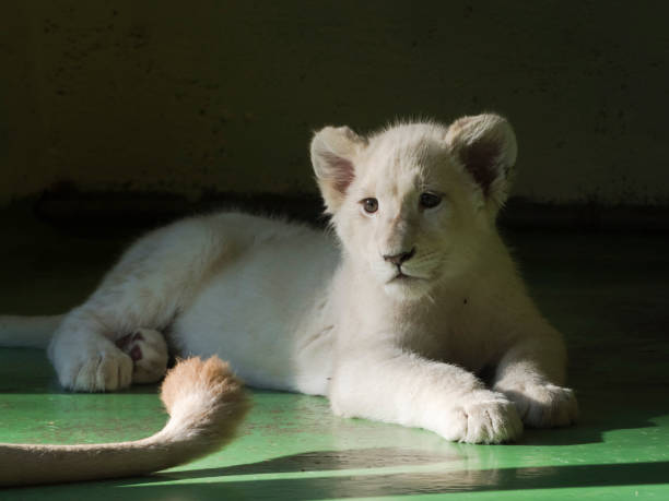 istock Young white lion cub in the shadow 1193144766
