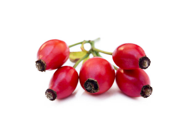 Ripe rose hip Ripe rose hip isolated on white background wild rose hip stock pictures, royalty-free photos & images