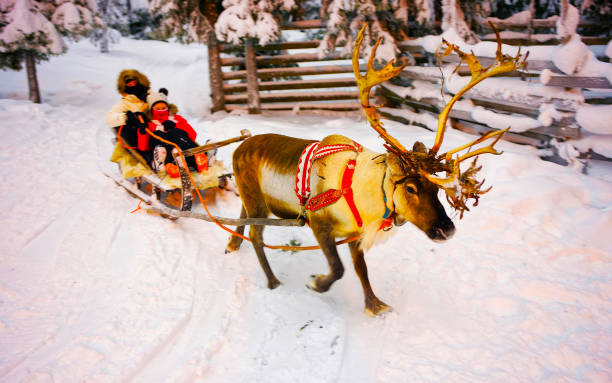 vinter ren släde racing i ruka i lappland i finland reflex - same direction bildbanksfoton och bilder