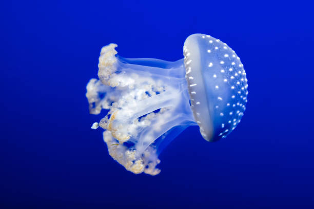 istock Jellyfish swimming in blue water 1193147270