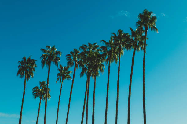 istock Palm trees in front of blue sky 1193147286