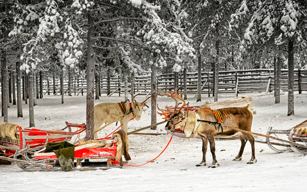 Two reindeers with sledges in winter arctic forest reflex