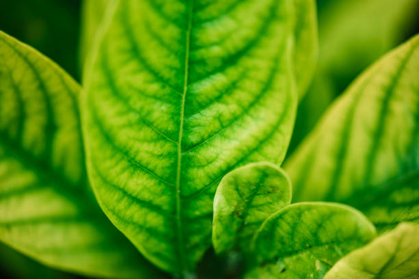 静脈を持つ緑の葉 - tree leaf green chlorophyll ストックフォトと画像