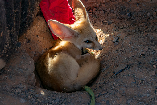 Desert fox, animal of the Atlas in Morocco