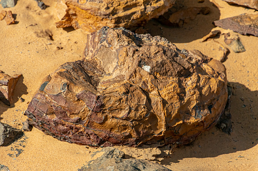 Turtle shell fossil in the desert of Morocco