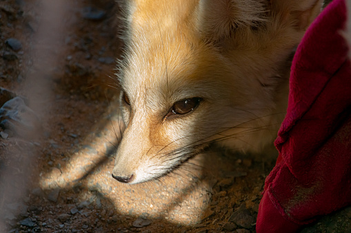 Desert fox, animal of the Atlas in Morocco