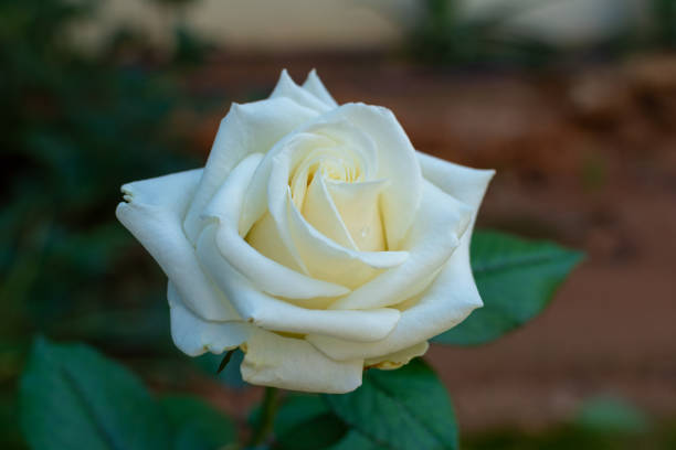 istock White rose flower on blurred backdrop  in the garden. Nature background. 1193152246